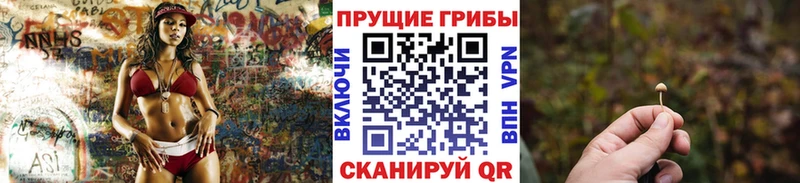Псилоцибиновые грибы Psilocybe нарко площадка какой сайт Курганинск